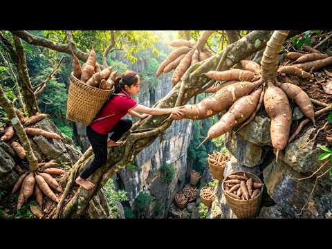 90 Day Harvesting of Giant Cassava Roots and Walking 25km to the Market to Sell