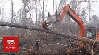 Download lagu Momen pilu saat orang utan adang buldoser di hutan Kalimantan mp3 Download lagu Momen pilu saat orang utan adang buldoser di hutan Kalimantan mp3