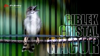 Download lagu Ciblek Kristal gacor ngebren nembak - nembak_ masteran wajib semua burung kicau mp3