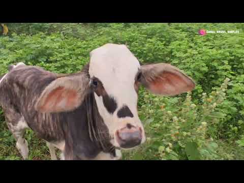 TUDO CERTO NO SERTÃO PIAUIENSE TÁ TUDO VERDINHO - MONSENHOR HIPÓLITO - PIAUÍ 