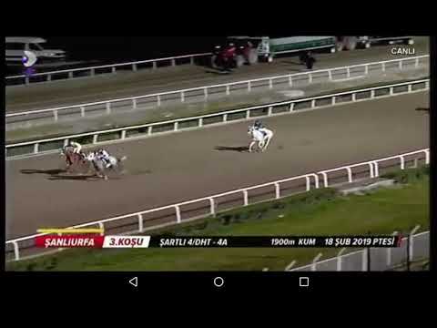 Şanliurfa 3 koşu 18 şubat 2019