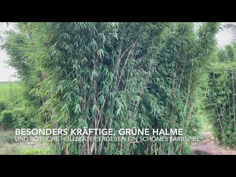 Bambus Fargesia Watcher of the Skies®