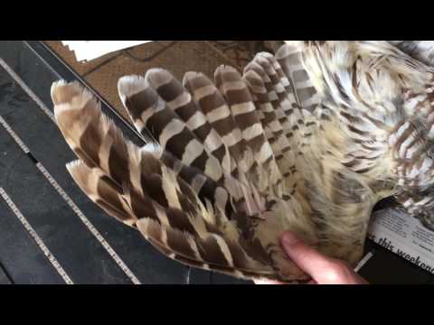 General anatomy and feather structure of road-killed Barred Owl.