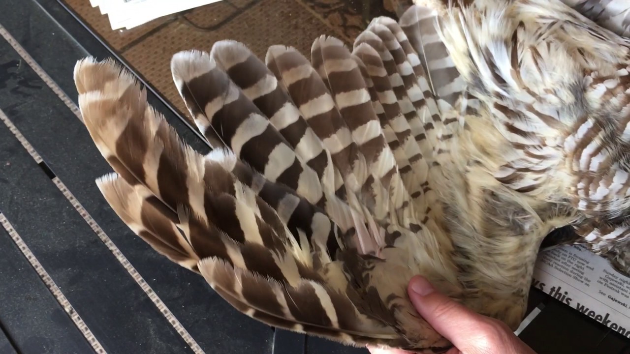General anatomy and feather structure of road-killed Barred Owl.
