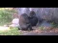 Silverback gorilla gives middle finger to annoying...