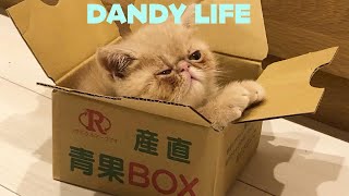 【子猫】100%癒される！ぶさカワ動画①