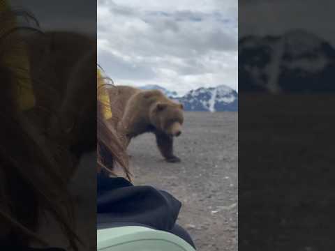 Huge Male Grizzly! 🐻 #Alaska #bear #grizzlybear #brownbear #travel #wildlife #adventuretravel #hike