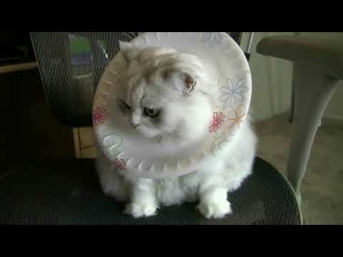 How to make Free Cat Cone Collar Wound Healing Protection
