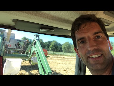 Dinkel und Emmer Ernte die 2.