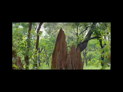 Như những hoàng hôn bỏ mặt trời - Nguyễn Hữu Nghĩa