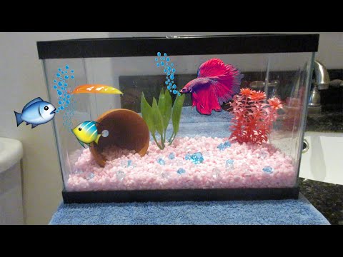 SETTING UP BETTA TANKS: HOW-TO