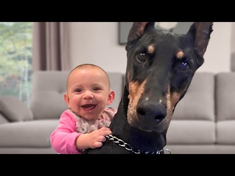 Le bébé le plus drôle et le doberman font tout ensemble ! ❤️
