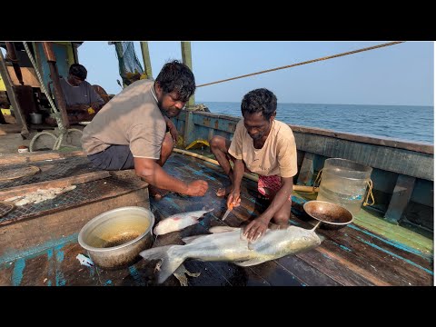 Amazing🤩 Massive Prawns Caught with Trawlnet in Single Day |💢‼️Catch & Cook‼️💢