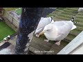 Steak And Chips For Breakfast Seagull TV EP 25