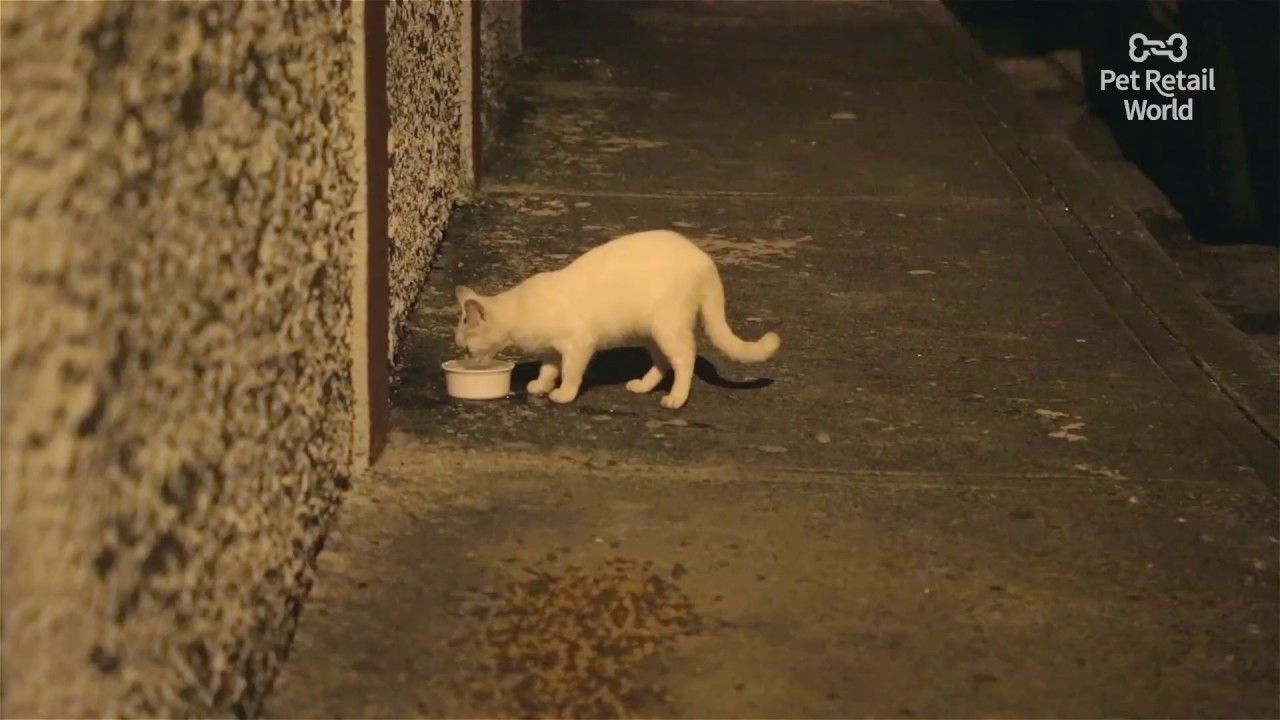 Puerto Rico’s Catman, Glen Venezio