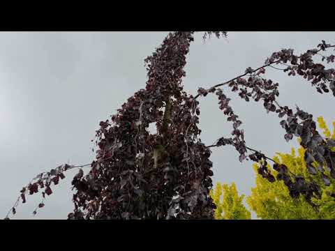 Fagus sylvatica 'Purple Fountain' buk lesní