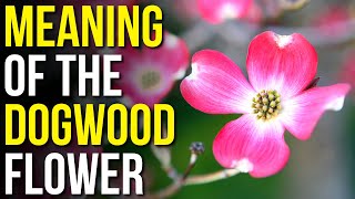The Meaning of the Dogwood Flower | Dogwood Flower Symbolism