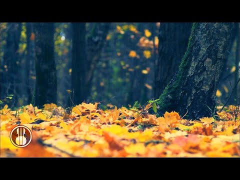 12 Stunden Herbstregen auf dem Regenschirm zum Schlafen, Lernen. Herbstliches Ambiente im Wald.