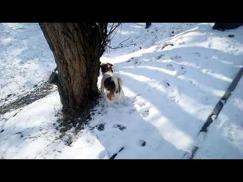 PAS SRECKO DOMINIRA- DOG- PUPY