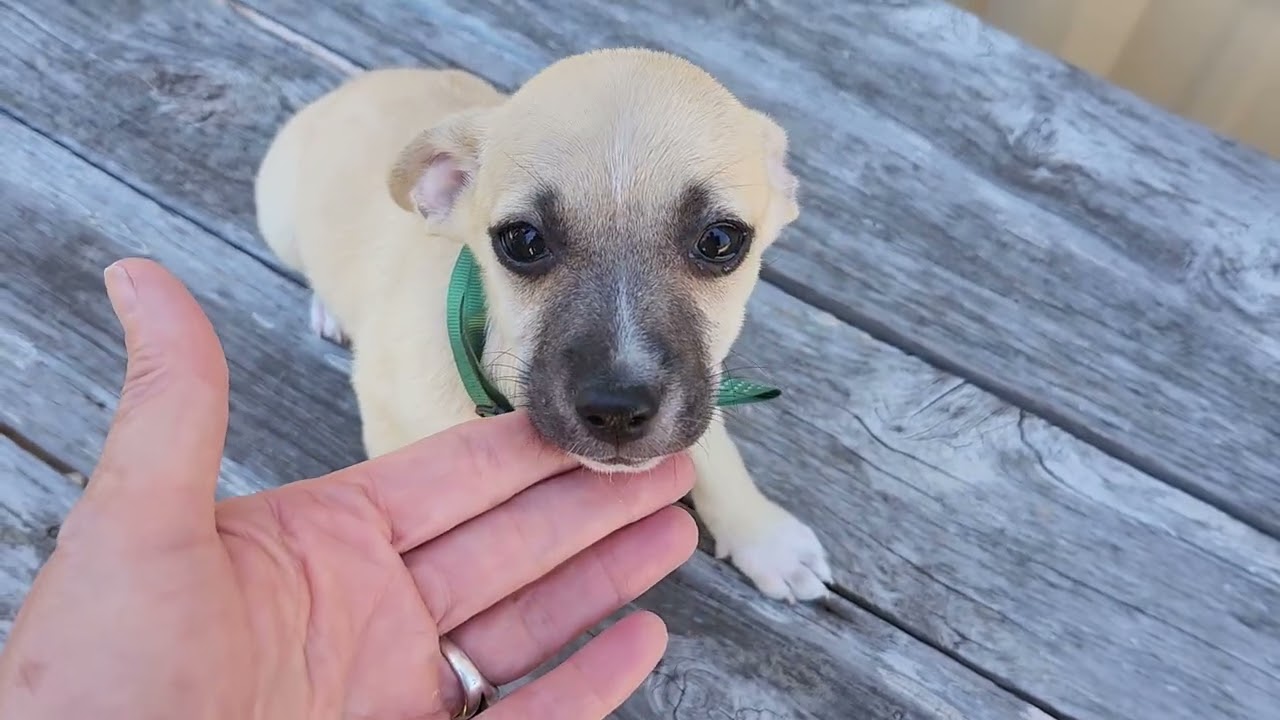 Enlarge Flicker, a ADOPTABLE mixed breed in Bandera, TX video 1/5