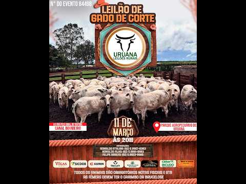 Leilão de Gado -  Uruana Leilões - Leilão de Gado de Corte em Goiás @canal.boiadeiro #live #gado