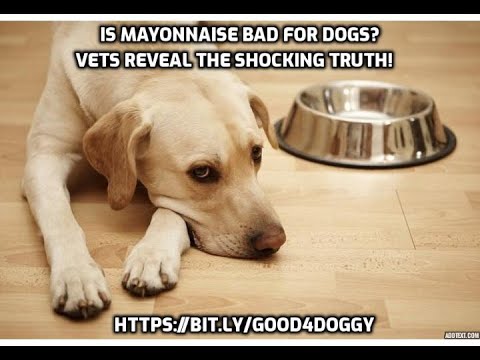 Is Mayonnaise Bad for Dogs   Vets Reveal the Shocking Truth!