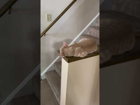 He’s done for the day￼ lol 🥰