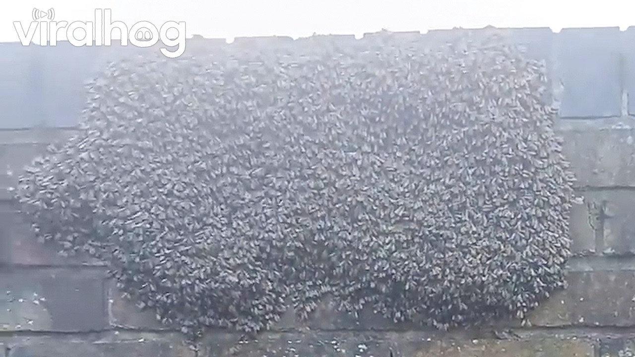 First Honey Bee Swarm of the Year at Gordon Park || ViralHog