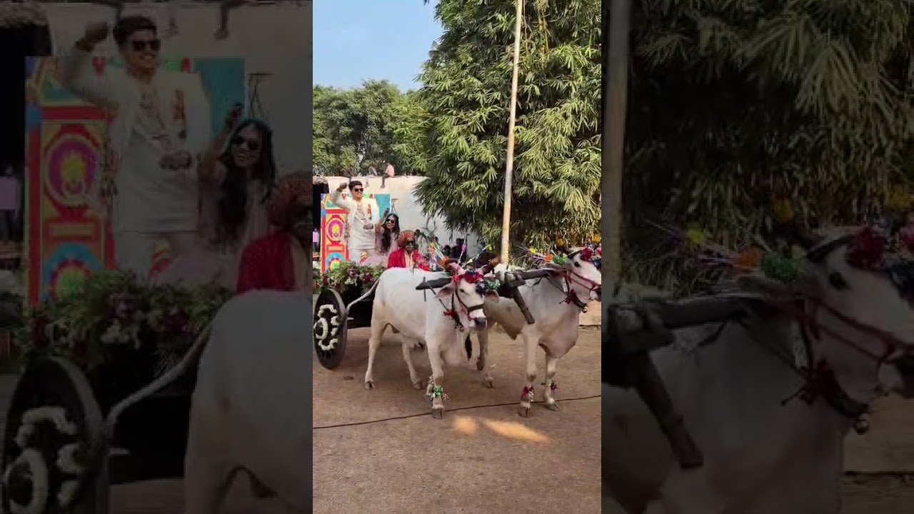 सीएम डॉ. यादव ने पेश की सादगी की मिसाल, बैलगाड़ी में बैठकर सगाई करने पहुंचे बेटे और होने वाली बहू, देखें Videos