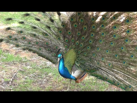 Mika Miracle Микаэлла в зоопарке Сафари . Ласкает козочек , ест мороженное и большую сахарную вату. Обзор птиц ,зверей, и других животных. ЕЩЁ