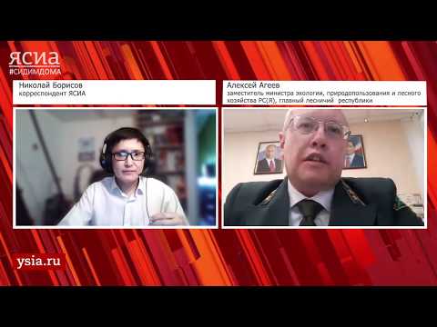 Онлайн-интервью. Главный лесничий Якутии о вырубке леса на Амге