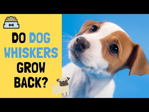 Do Dog Whiskers Grow Back?