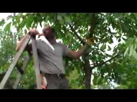 Obstbaumpflege Teil 1 von 3