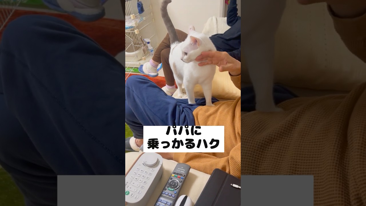我が家では弟猫の命令は絶対です