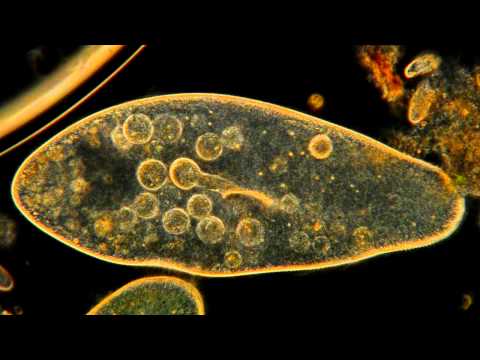 Amazing Microscopic HD Video! Paramecium Feeding!!