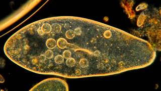 Amazing Microscopic HD Video! Paramecium Feeding!!