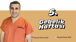 5. Gebelik Haftası
