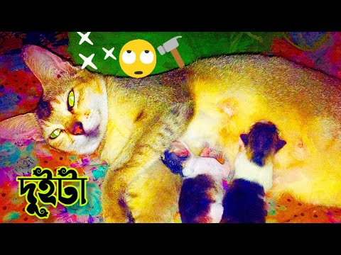 দুইটা 😾😂 (mdabdulazimofficial)