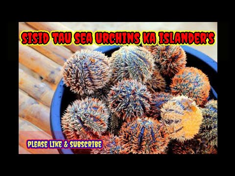 Sisid tau Sea Urchins mga ka islander's!!