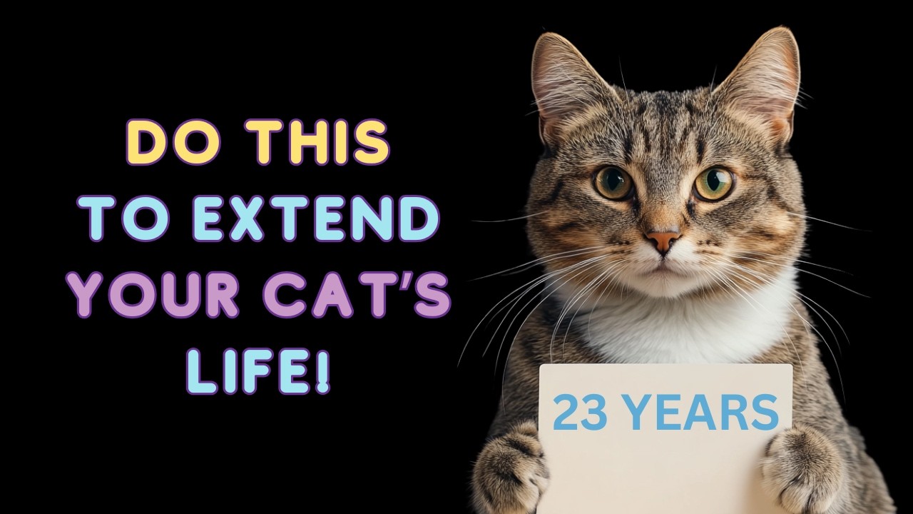 How to Add Years to Your Cat's Life ❤️ (Science Backed Methods)