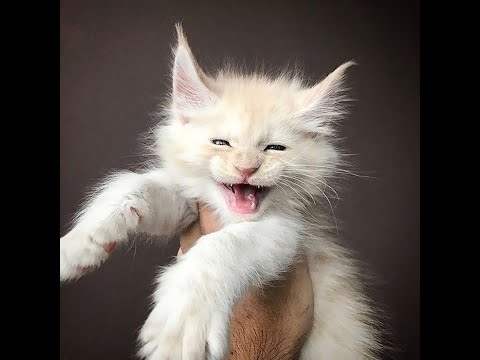 Funny cat videos 2021 🐱 Try not to Laugh or grin 😂 Challenge - International Cat