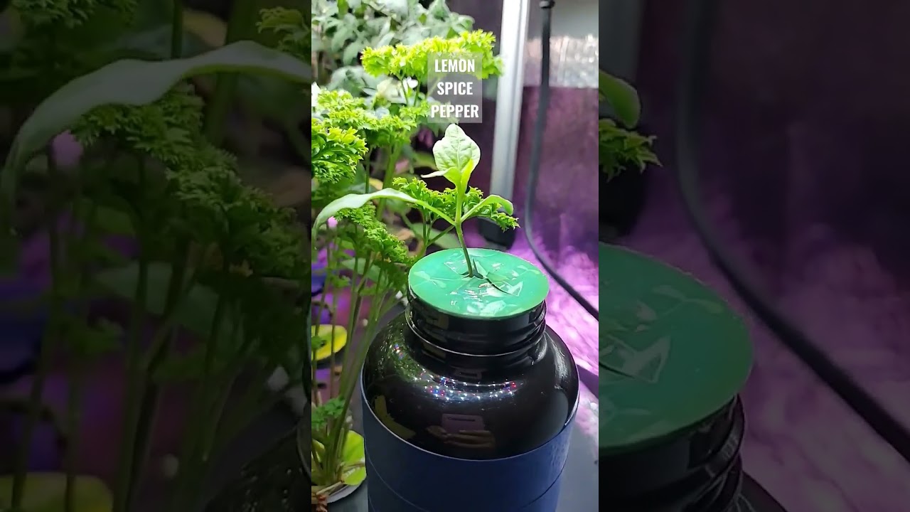 Lemon Spice Pepper Update #hydroponicgardening