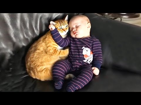 Funniest Baby And Cat Are Best Friends  - Cute Babies and Cats Videos
