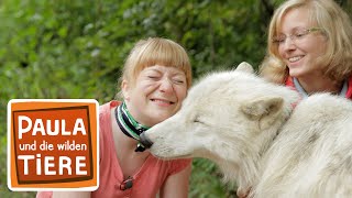 Download lagu Wie böse ist der Wolf? | Reportage für Kinder | Paula und die wilden Tier mp3 Download lagu Wie böse ist der Wolf? | Reportage für Kinder | Paula und die wilden Tier mp3