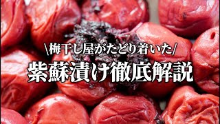 【梅干し屋直伝】きれいに染まる紫蘇漬けの裏技を解説します。2種類の漬け方を比較検証！