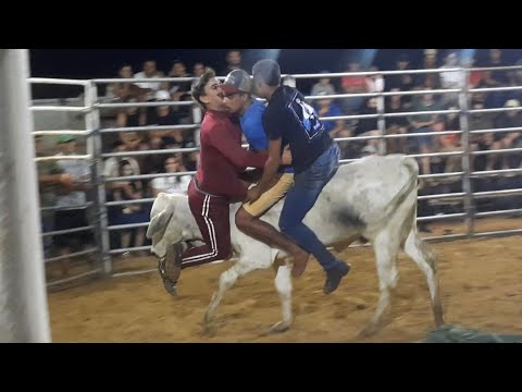 Novilhas Nelore na tourada 2 irmãos/ 2° semana - Carira -se 