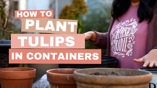 How to Plant TULIP BULBS in Containers for Success!