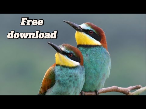 اجمل صوت ورور استمتع best bee eater sound