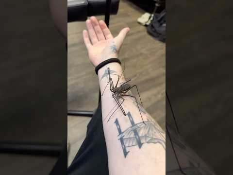 #JasonDeruloTV // Real Spider Into Tattoo 😱🤩 IG @worldofinkcologne