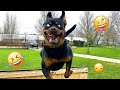 I Dare You Not To LAUGH At These FUNNY DOGS Best Funny Animals Videos 2025 51